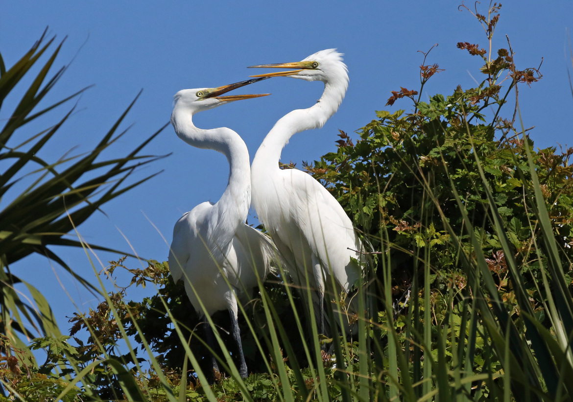 Great egret, Kathryn Abbey Hanna Park, Jacksonville, FL, United States of America