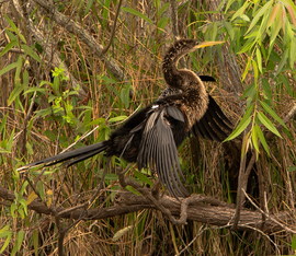 Grid anhinga 2