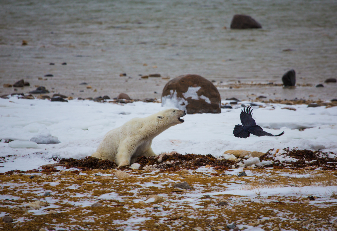 Polar Bear, Churchill, Canada