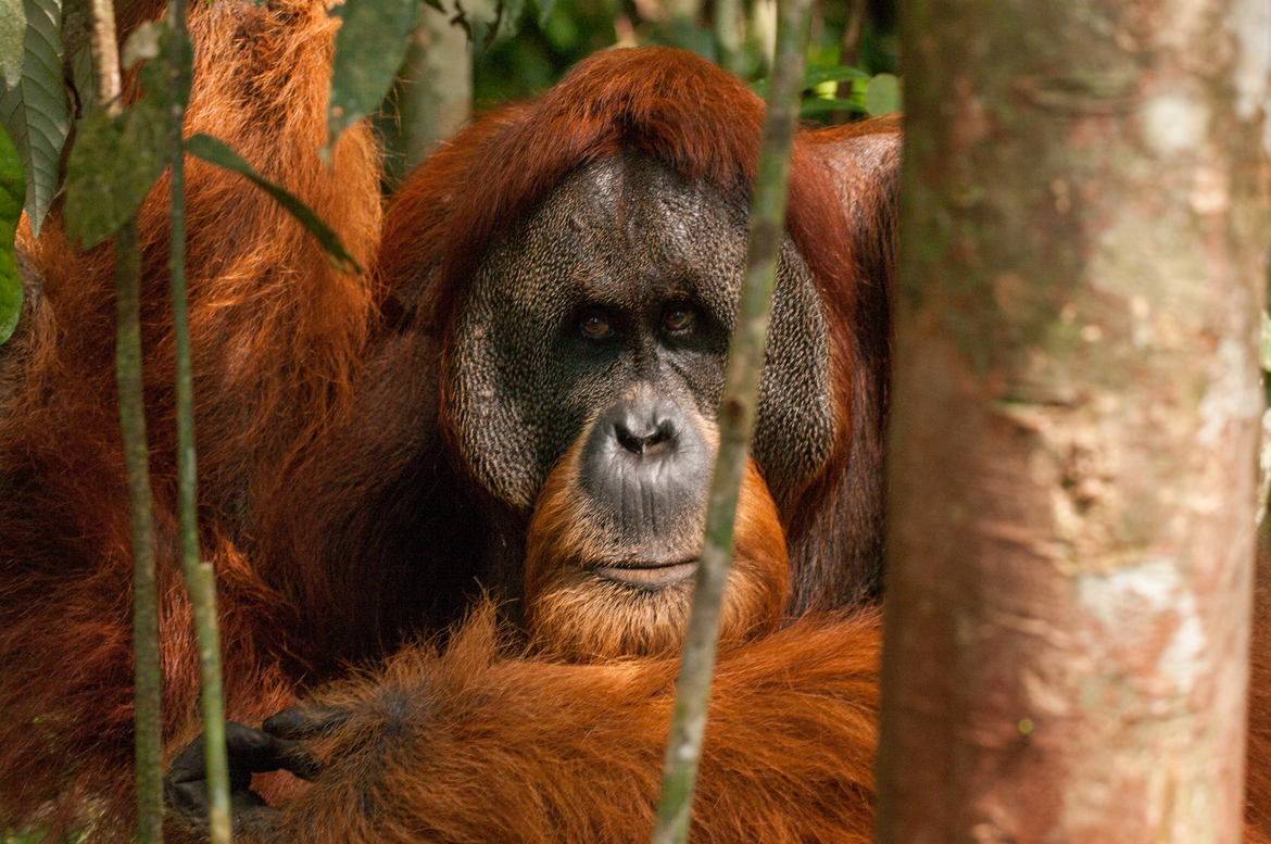 Sumatran Orangutan (Pongo abelii), Gunung Leuser National Park, Indonesia