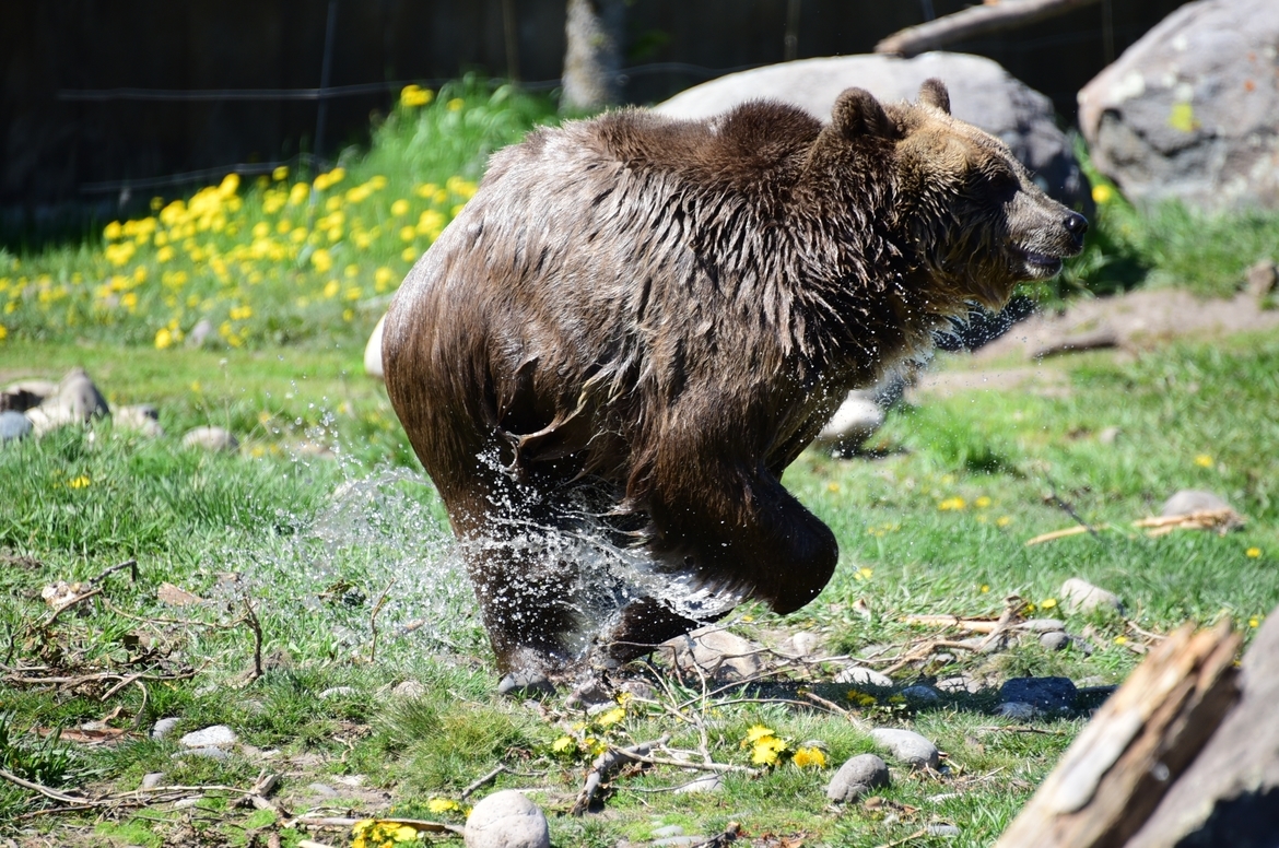 Grizzly, Montana, United States of America