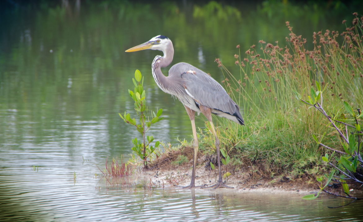 Blue Heron, By the side of  road, Belize