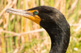 Grid cormorant