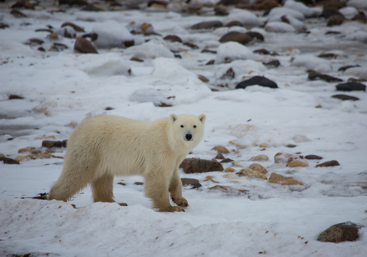 Polar Bear, Churchill, Canada