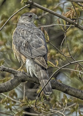 Grid cooper s hawk