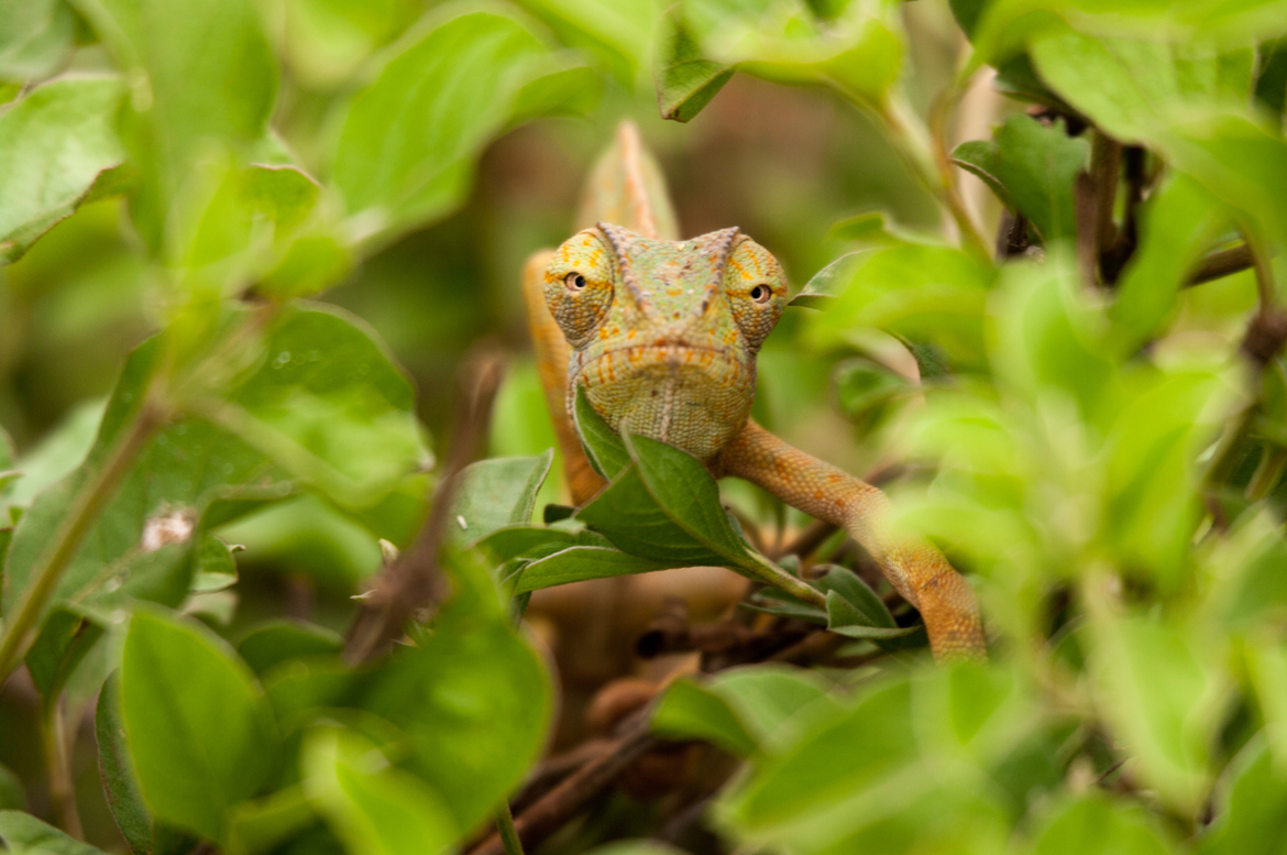 Slender Chameleon (Chamaeleo gracilis), Amboseli National Park, Kenya