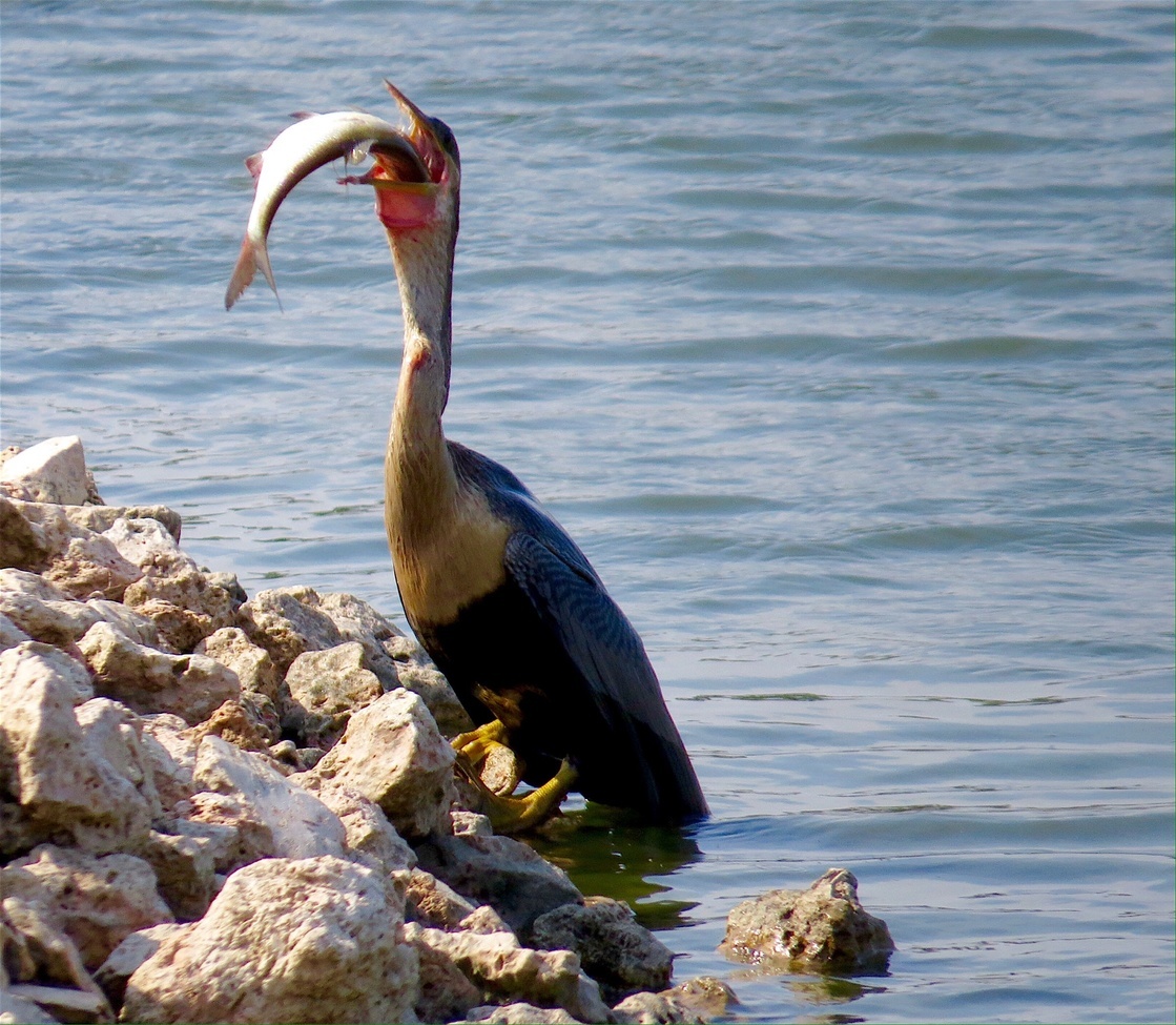 Anhinga, Southern Florida, United States of America