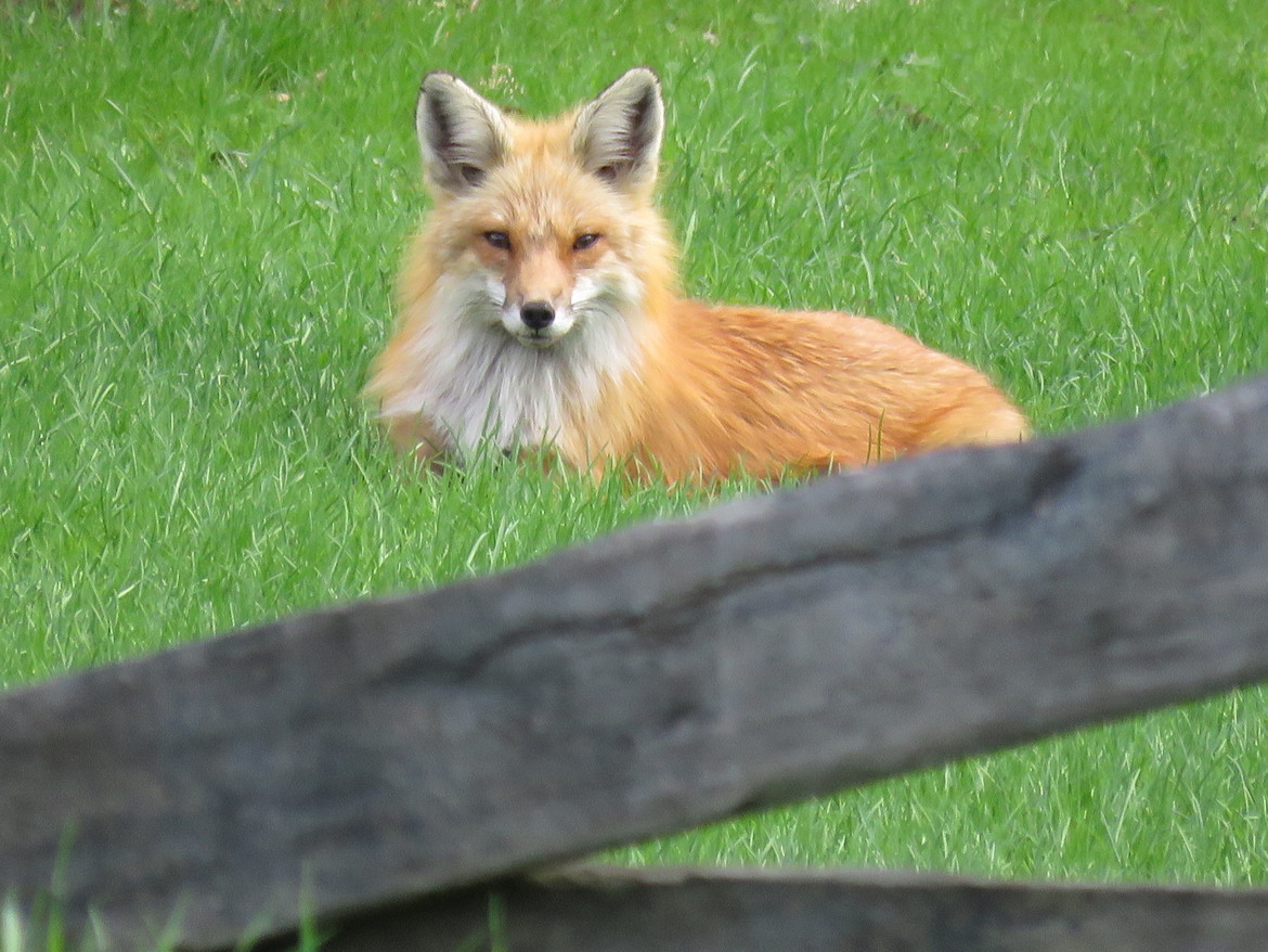 Fox, Vermont, United States of America