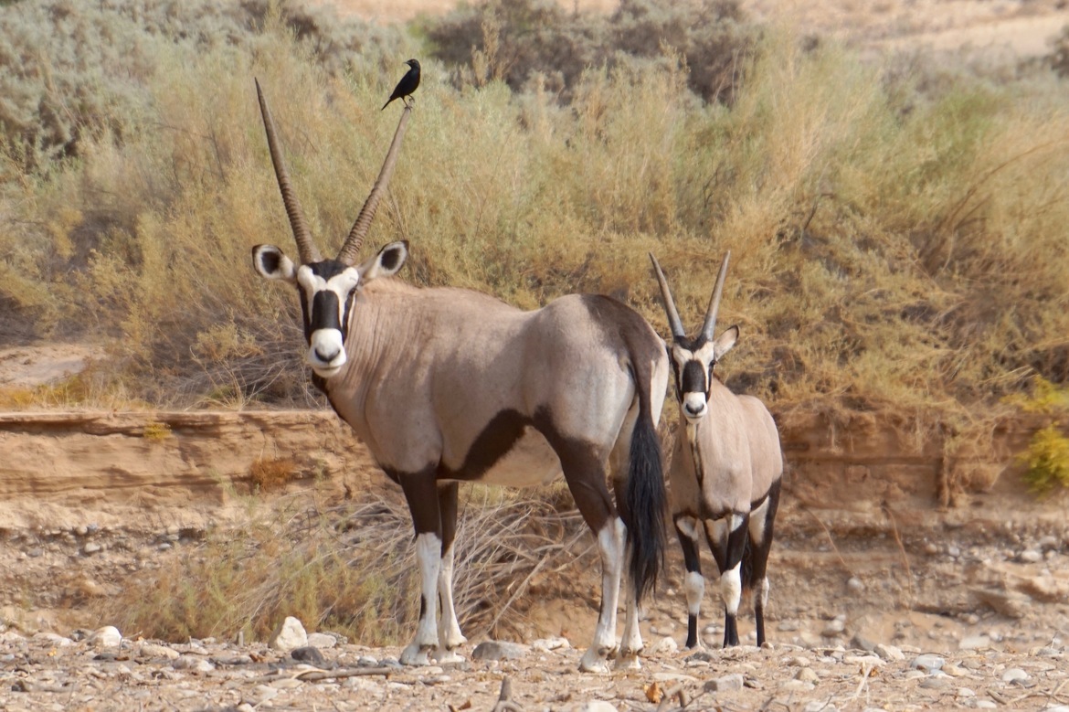 Oryx, Kaokoveld, Namibia