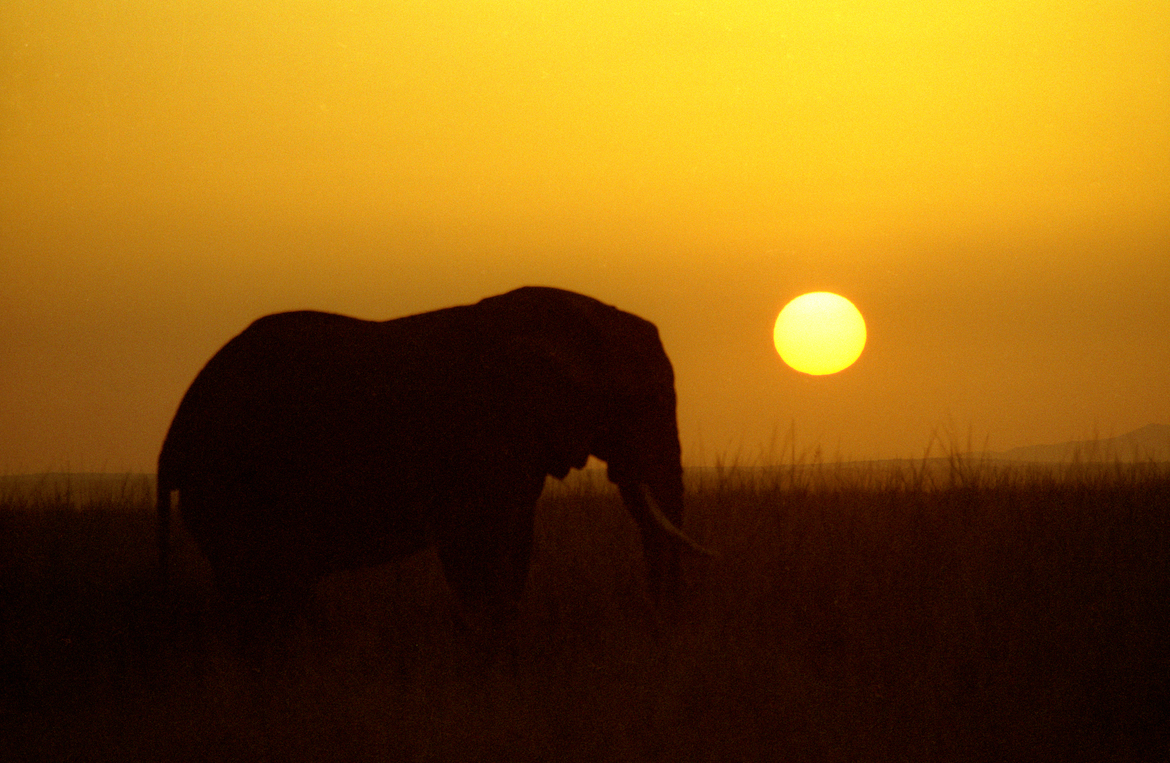 Elephant, Masi Mara, Kenya