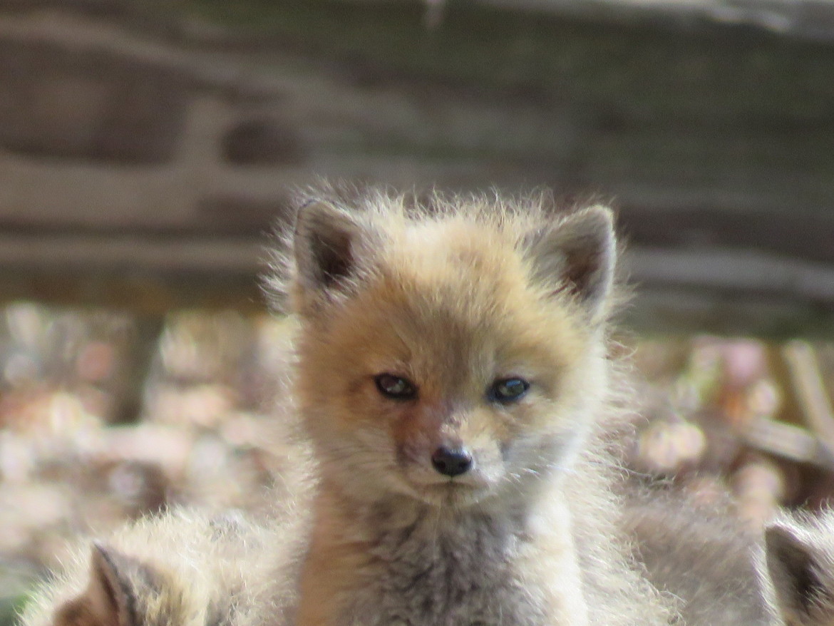 Fox, Vermont, United States of America