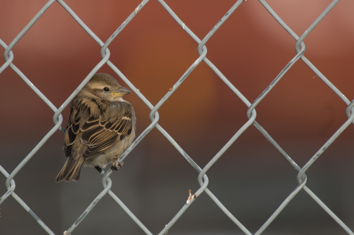 House Sparrow (Passer domesticus), Edmonton, Canada