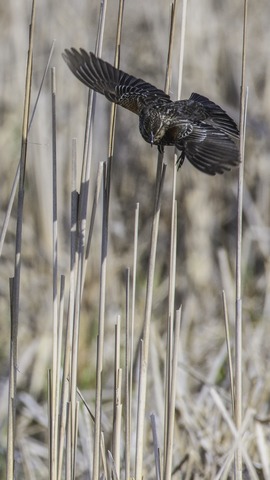 Grid female blackbird