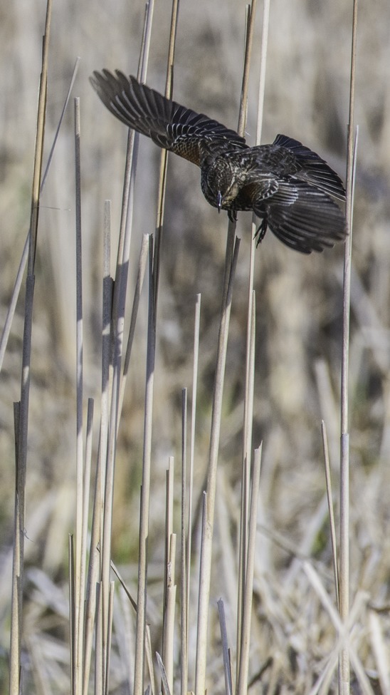 female red winged black bird., Spring peepers meadow, University of Minnesota Landscape Arboretum, Minnesota, United States of America