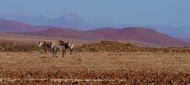 Grid namibian zebras