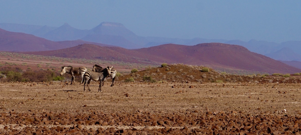 Hartman's Mountain Zebra, Kaokoveld, Namibia