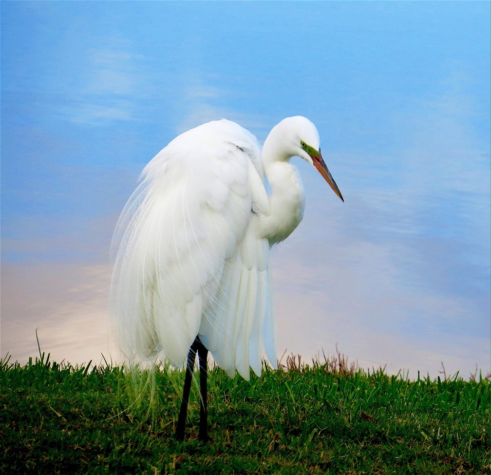 Great white egret, Southern Florida, United States of America