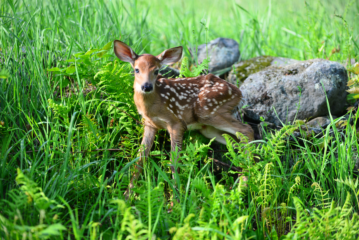 Deer, Lyme, NH, USA, United States of America