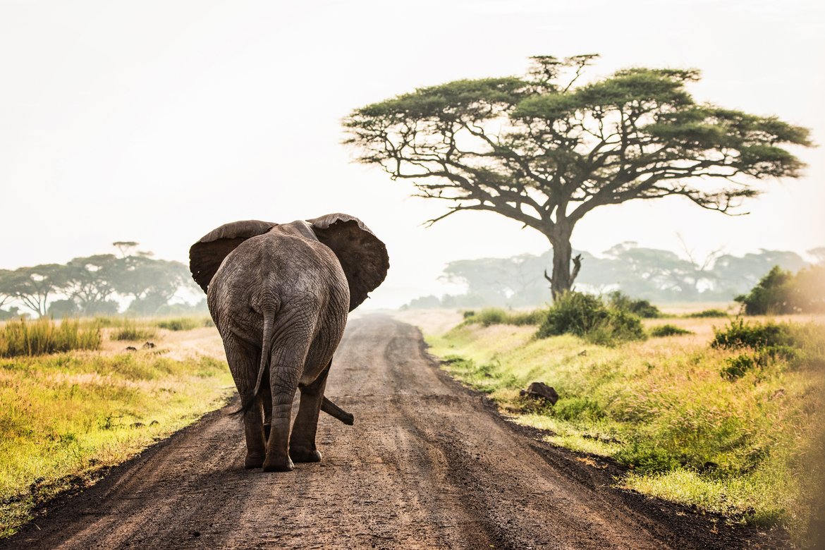 African Elephant, Amboseli , Kenya