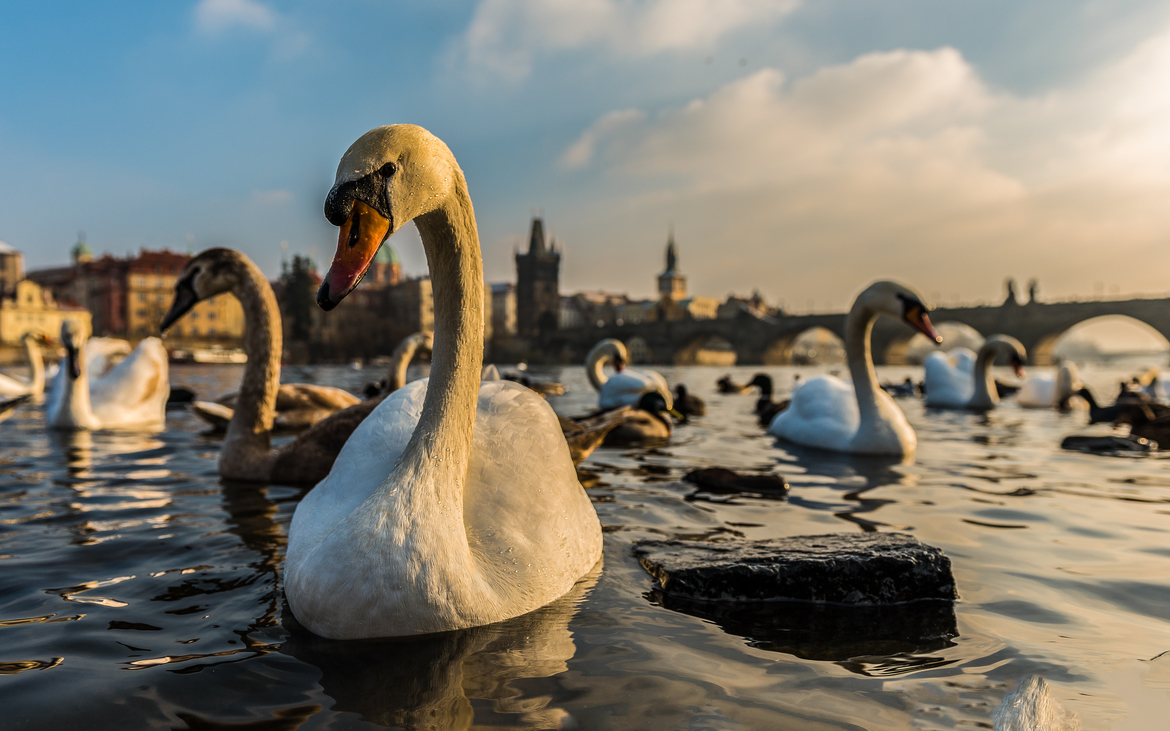 Swan/Cygnus olor, Letna Park, Czech Republic
