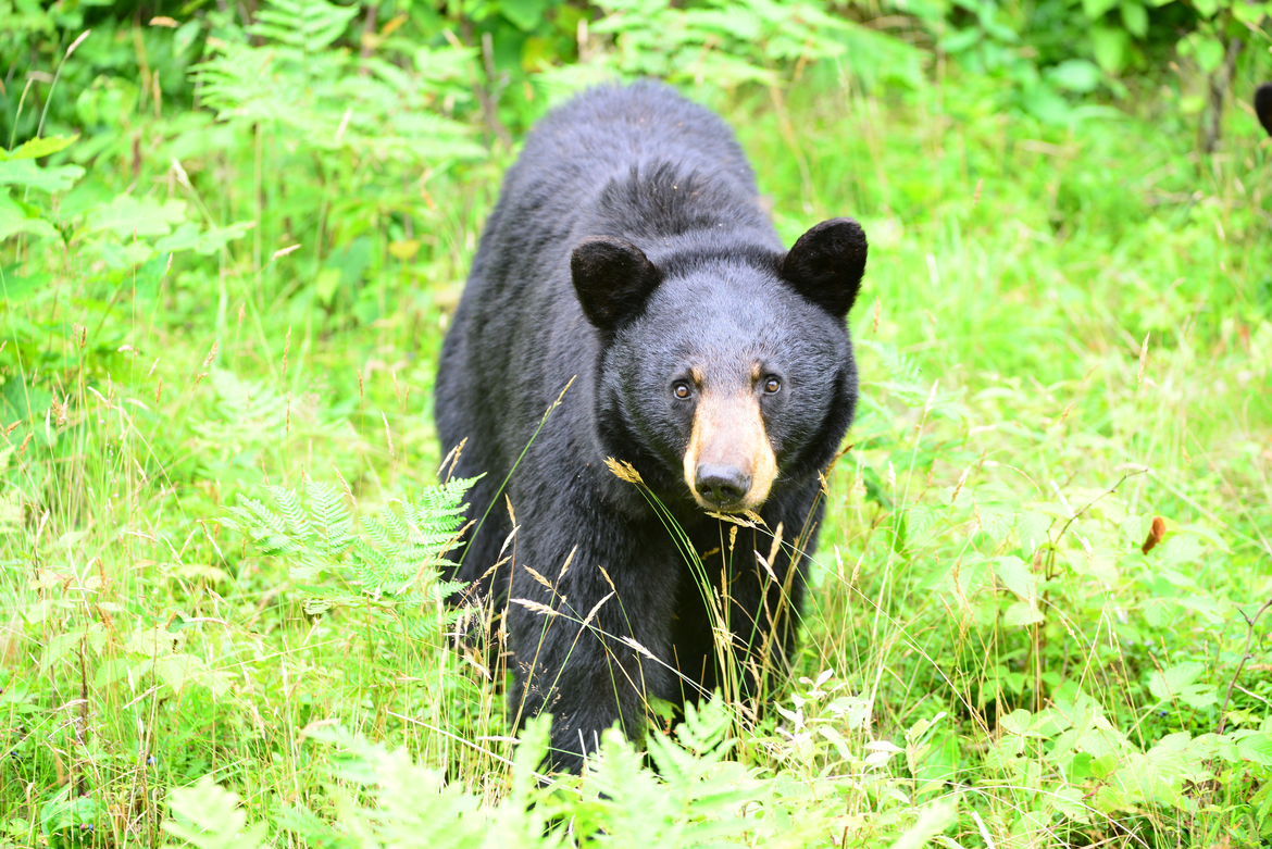 Black bear, Lyme, NH, USA, United States of America