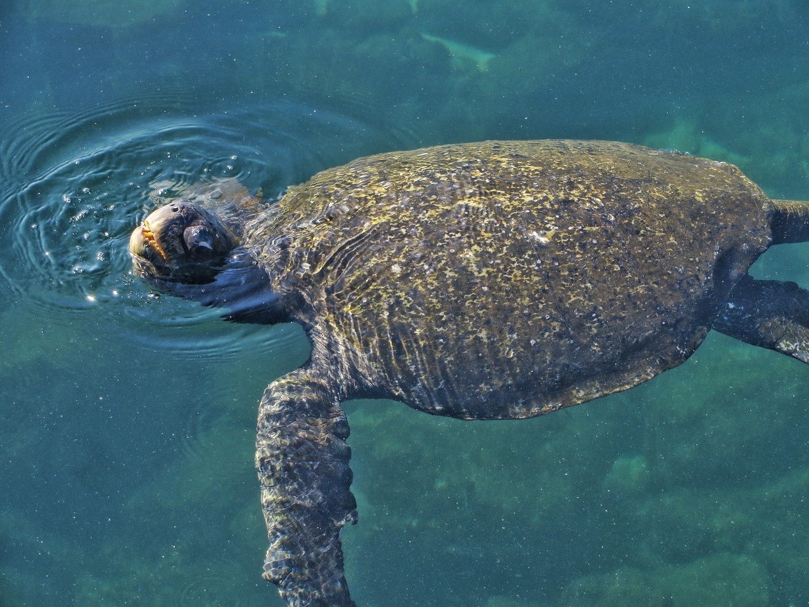 Green Sea Turtle, Parque Nacional Galápagos , Ecuador