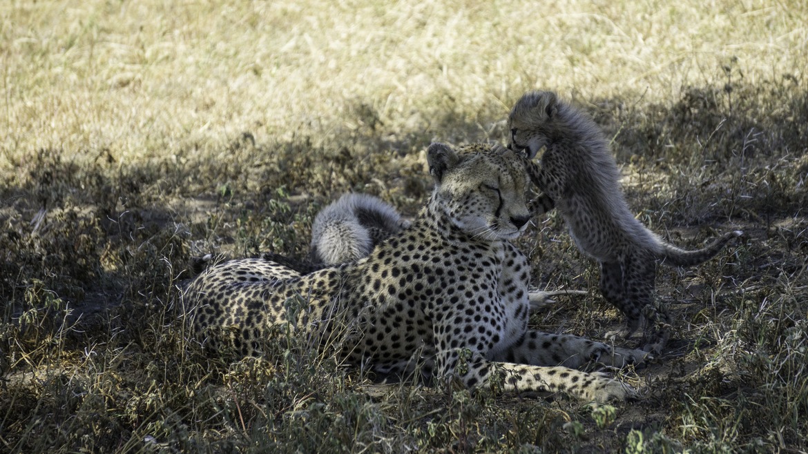 Tanzanian Cheetah, Serengeti National Park, Tanzania, United Republic of
