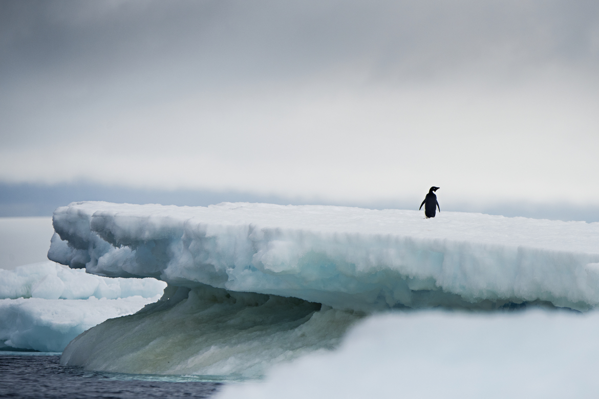 Adelie, antarctica, Antarctica