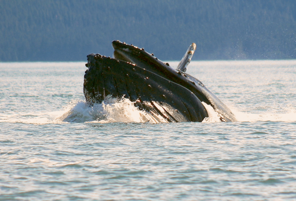 Humpback Whale, Juneau, Alaska, United States of America