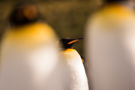 Grid kathleenricker3