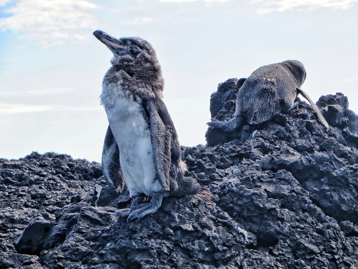 Galápagos Penguin , Parque Nacional Galápagos , Ecuador