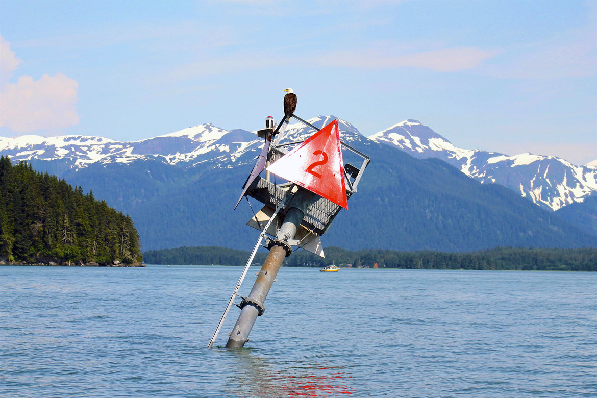 Bald Eagle, Juneau, Alaska, United States of America