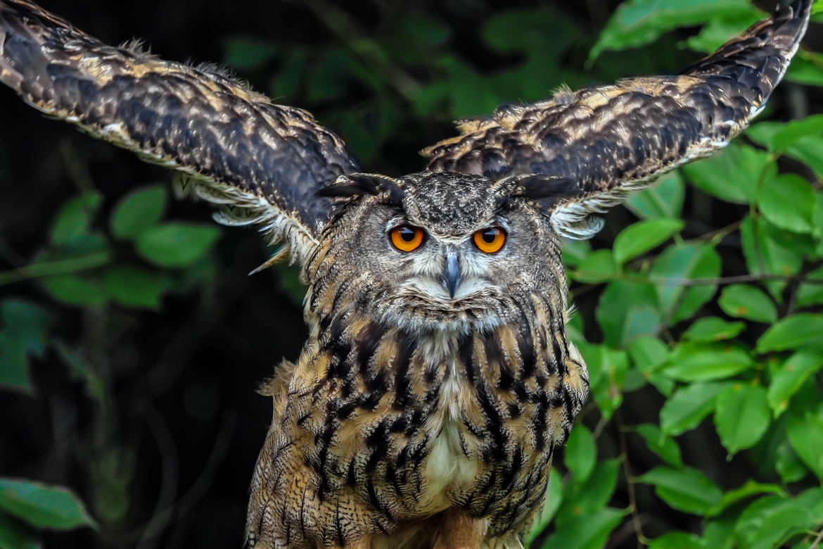 Great Horned Owl, Norfolk County, Ontario, Canada, Canada