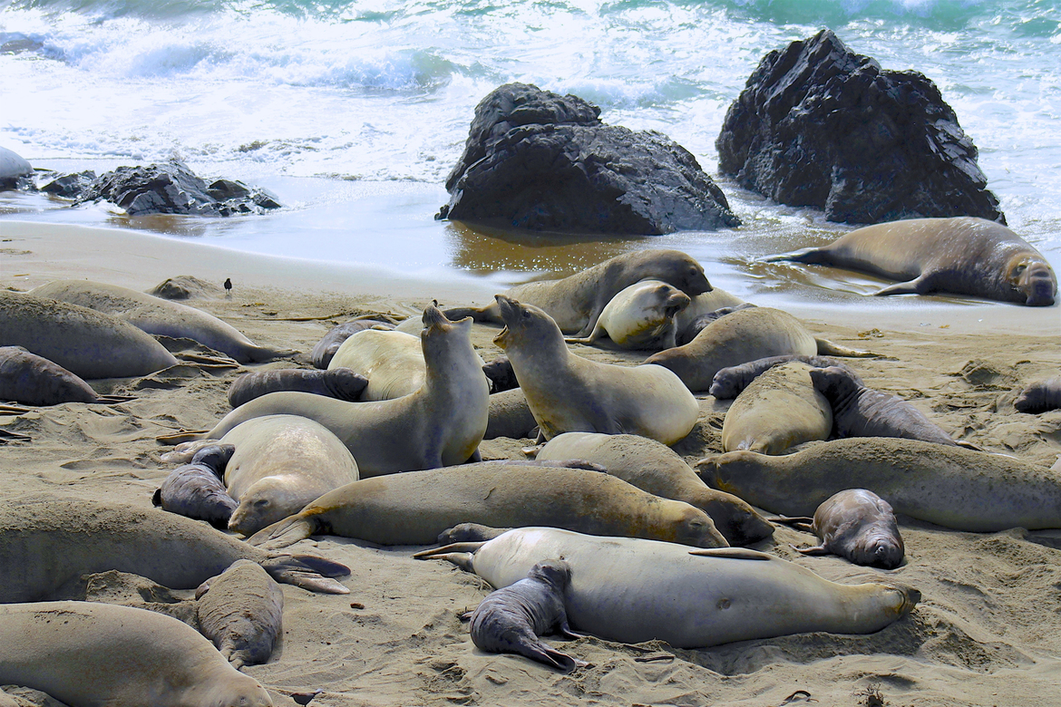 Elephant Seals, Central Coast, Cambria, CA, United States of America