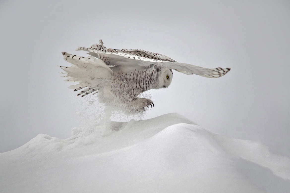 Snowy Owl, Private Residence in Minnesota, United States of America