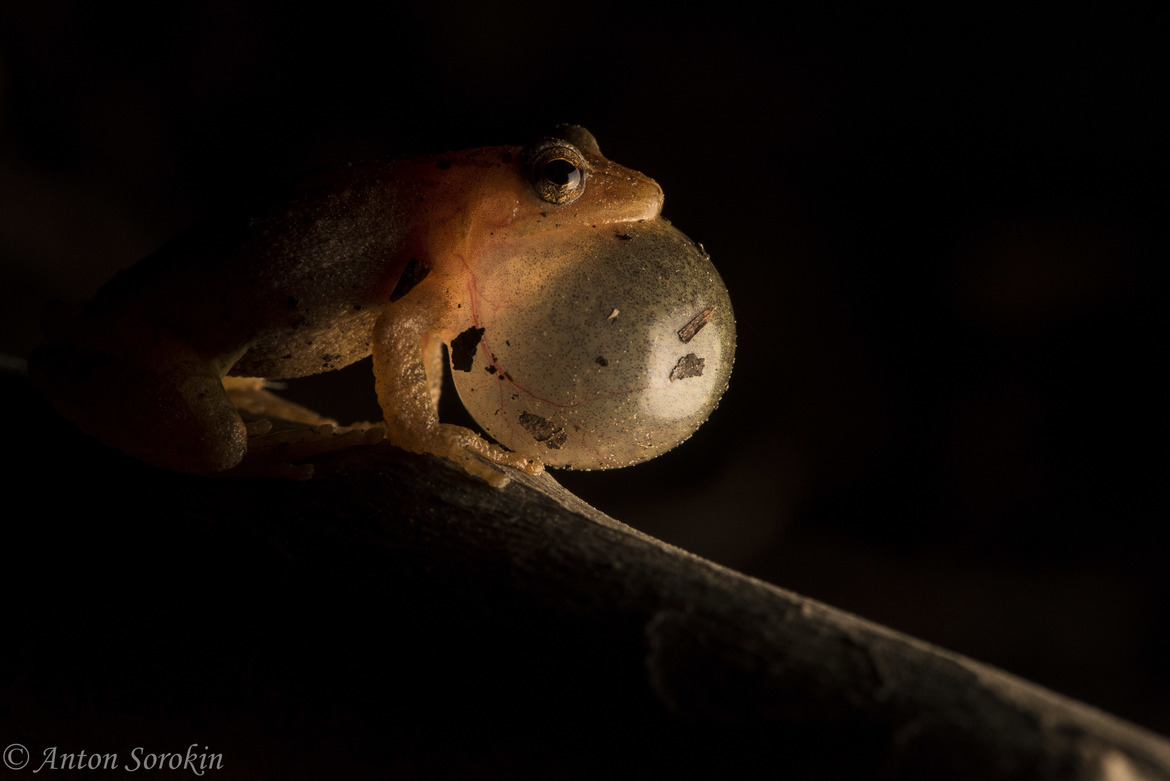 Spring Peeper (Pseudacris crucifer), Greenway, United States of America