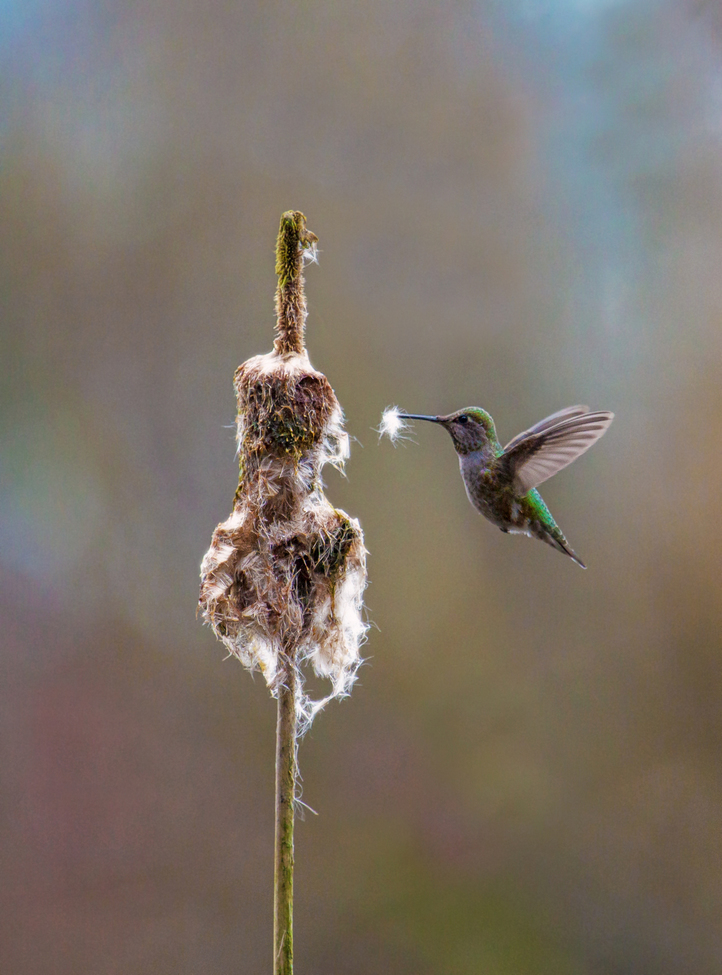 Anna's Hummingbird, Vancouver, British Columbia, Canada