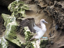 Grid blue footed booby  galapagos april 2009