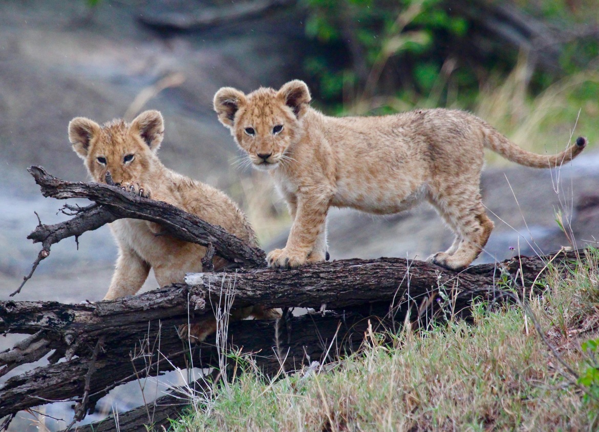 Twin Lion cubs, Northern Serengeti National Park, Tanzania, Tanzania, United Republic of