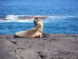 Grid sea lion  galapagos april 2009