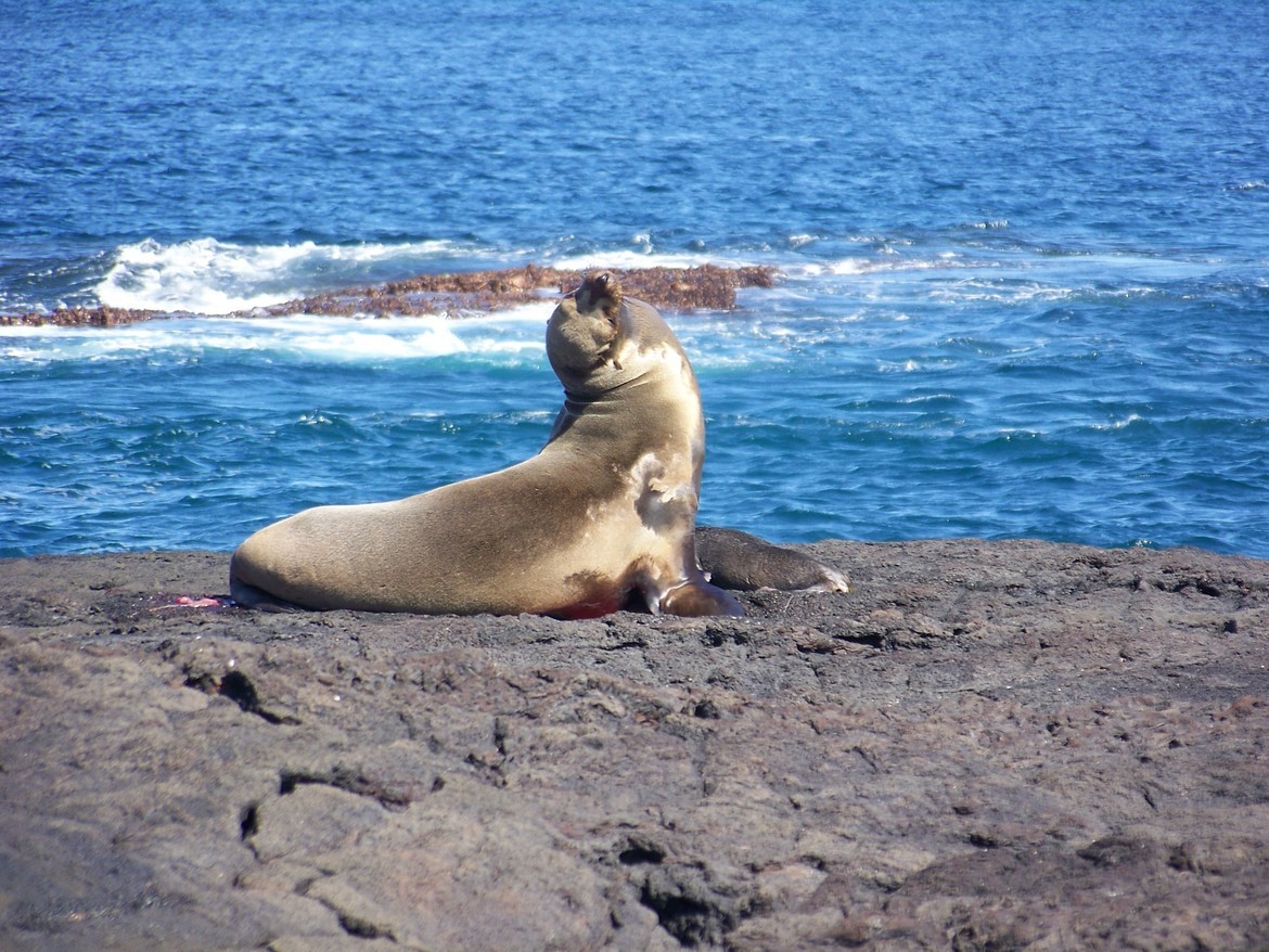 Sea Lion, Galapagos Islands, Ecuador