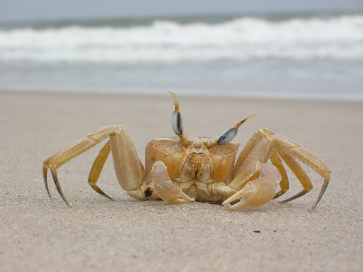 Ghost crab, Loango National Park, Gabon, Africa, Gabon