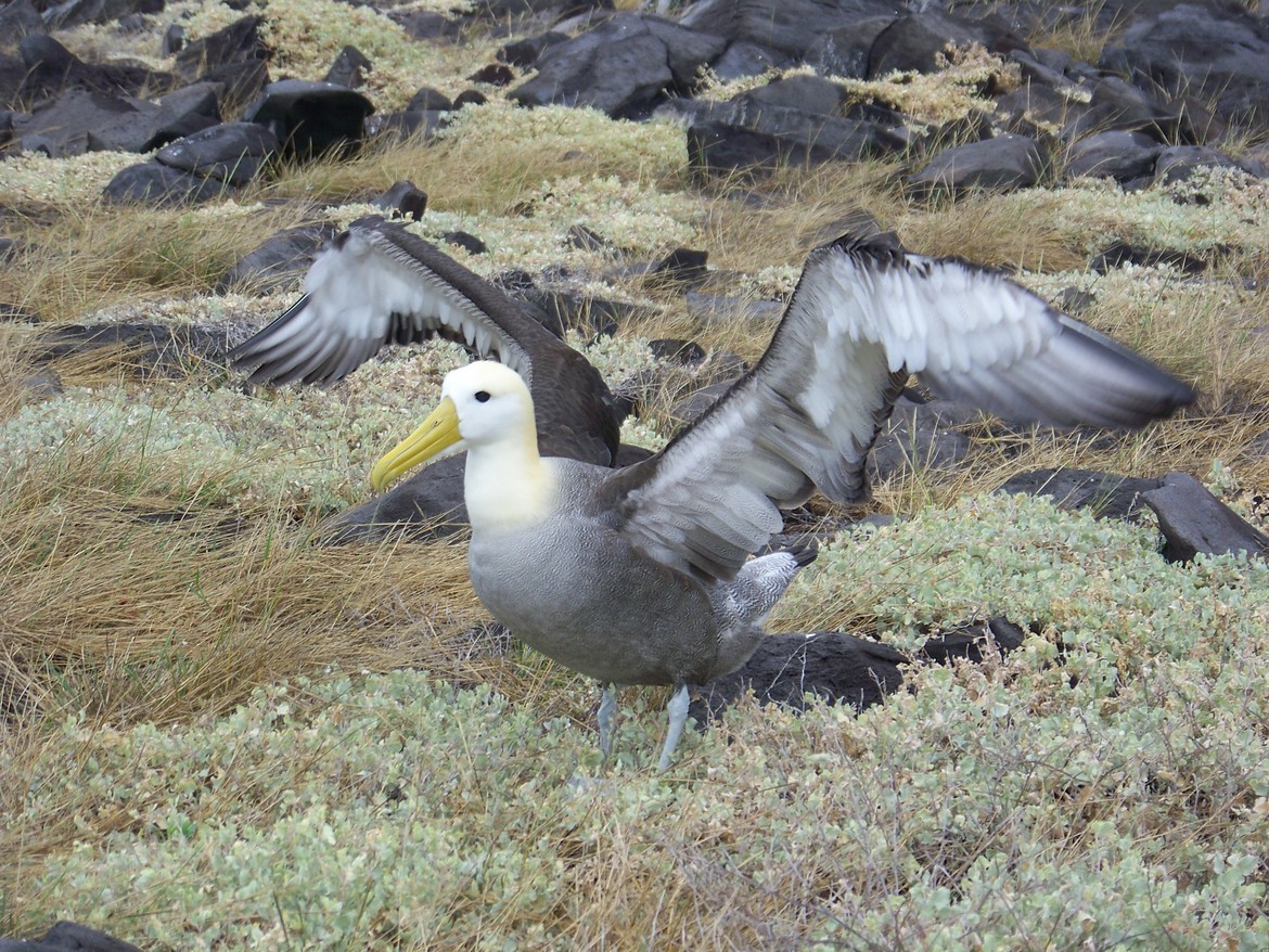 Albatross, Galapagos Islands, Ecuador