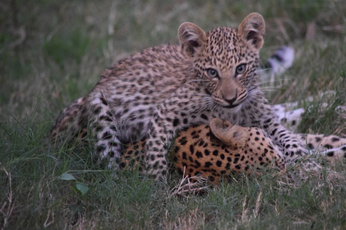 Leopard, Okavango Delta, Botswana