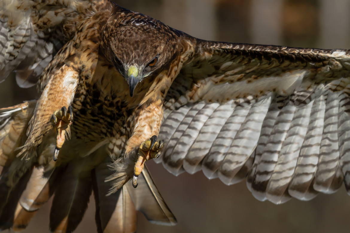 Red-tailed Hawk, Norfolk County, Ontario, Canada, Canada