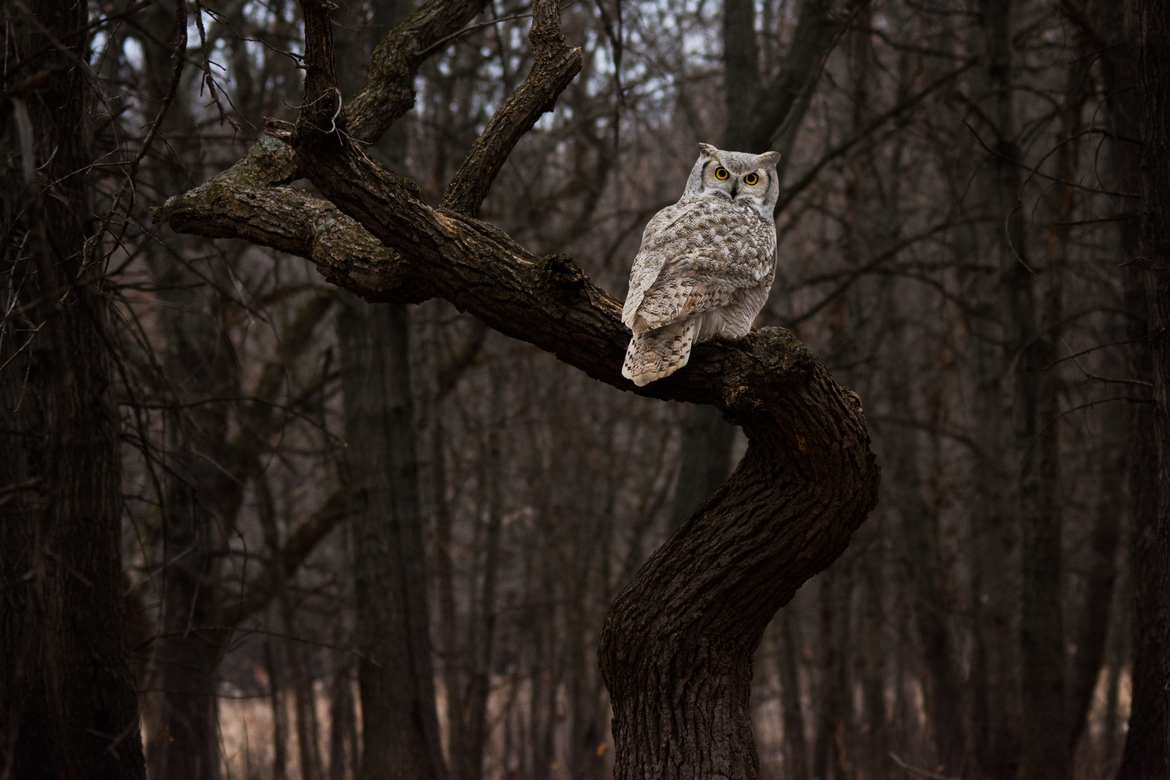 Great Horned Owl, Springbrooke Nature Center, United States of America
