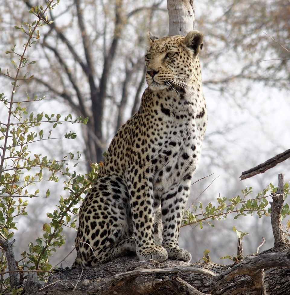 Leopard, Khwai Concession, Botswana