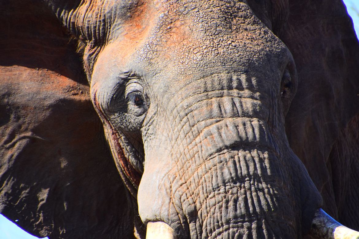 elephant, Meru National Park, Kenya