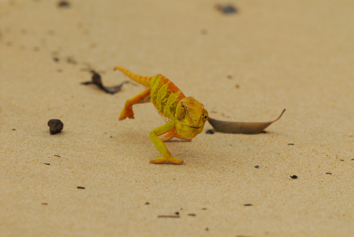 Chameleon, Loango National Park, Gabon, Africa, Gabon