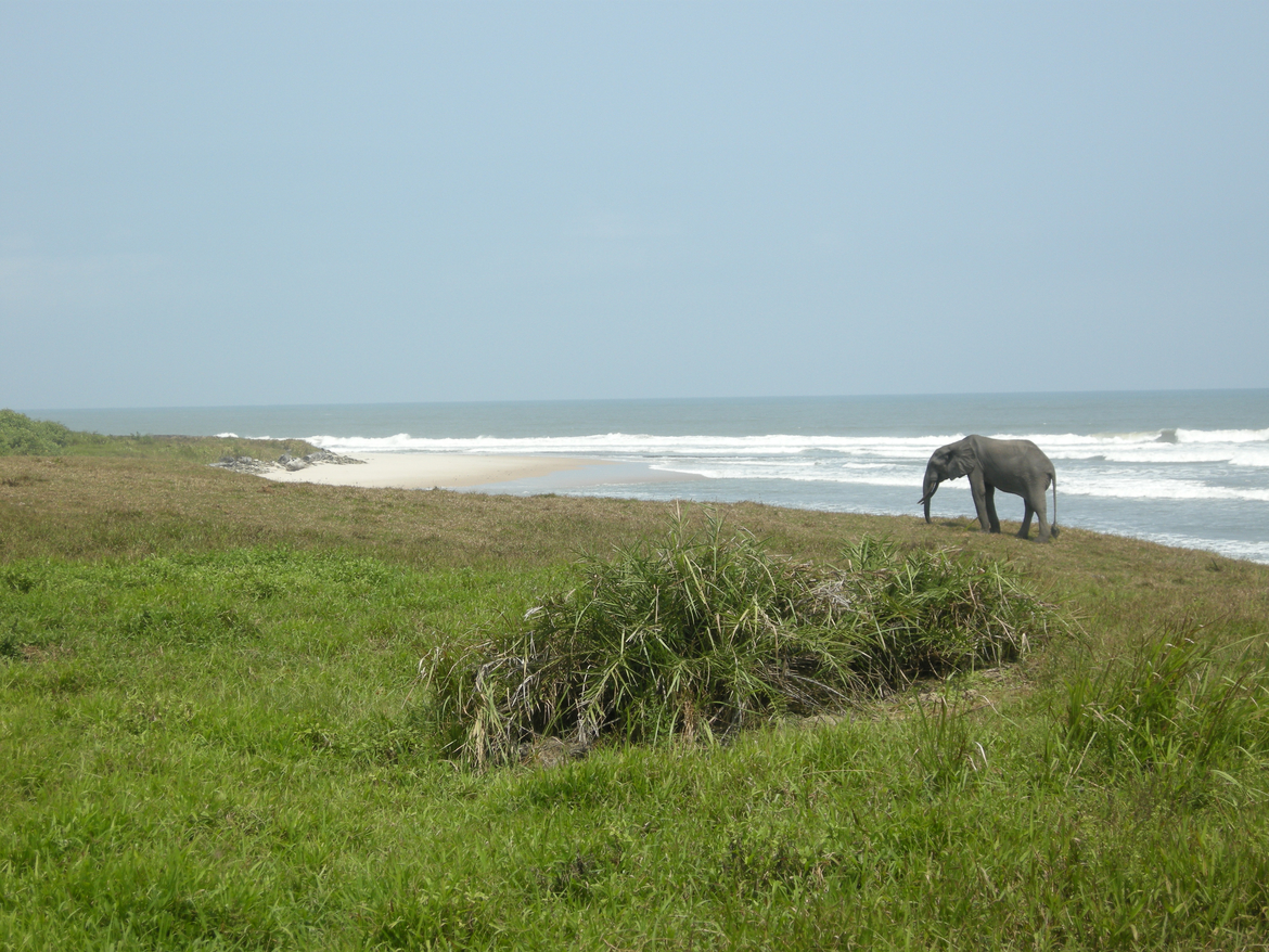 Forest Elephant, Loango National Park, Gabon, Africa, Gabon